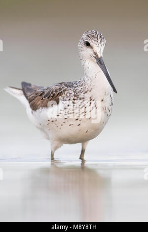 - Bergeronnette des Grünschenkel - Tringa nebularia, Allemagne, des profils Banque D'Images