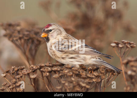 Sizerin flammé - Taiga-BIrkenzeisig - Carduelis flammea flammea Banque D'Images