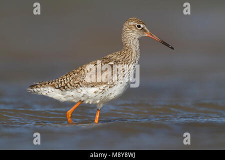 Chevalier Gambette - Tringa totanus - Rotschenkel ssp. ussuriensis, Kazakhstan, adulte Banque D'Images