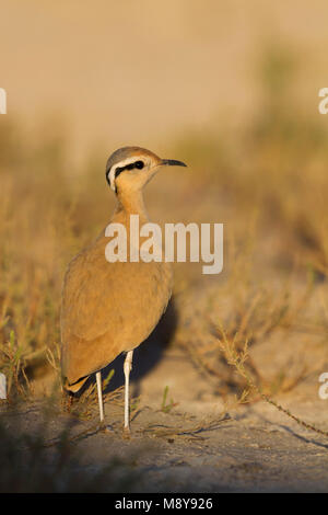 De couleur crème - Courser Rennvogel - Cursorius cursor curseur ssp., Maroc, adulte Banque D'Images