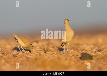 De couleur crème - Courser Rennvogel - Cursorius cursor curseur ssp., Maroc, adulte Banque D'Images