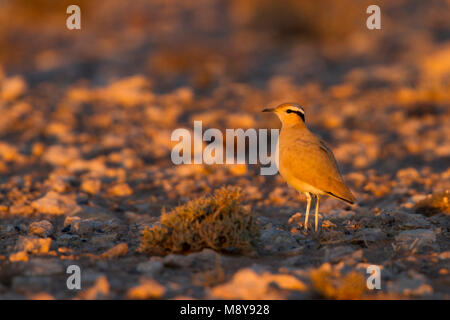 De couleur crème - Courser Rennvogel - Cursorius cursor curseur ssp., Maroc, adulte Banque D'Images