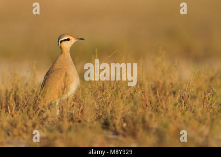 De couleur crème - Courser Rennvogel - Cursorius cursor curseur ssp., Maroc, adulte Banque D'Images