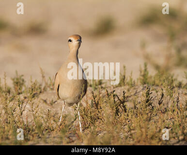 De couleur crème - Courser Rennvogel - Cursorius cursor curseur ssp., Maroc, adulte Banque D'Images