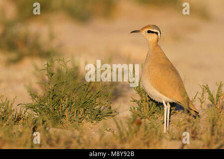 De couleur crème - Courser Rennvogel - Cursorius cursor curseur ssp., Maroc, adulte Banque D'Images