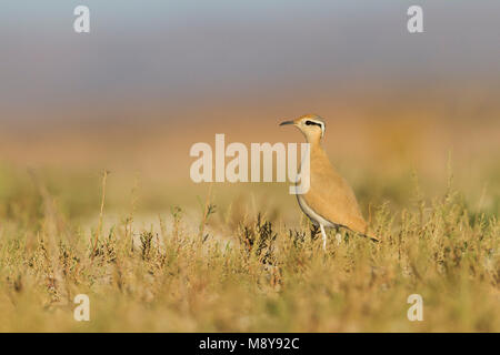 De couleur crème - Courser Rennvogel - Cursorius cursor curseur ssp., Maroc, adulte Banque D'Images