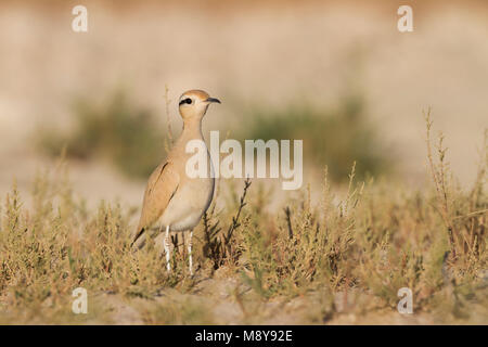 De couleur crème - Courser Rennvogel - Cursorius cursor curseur ssp., Maroc, adulte Banque D'Images