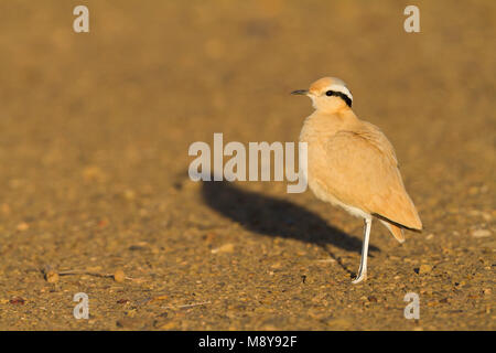 De couleur crème - Courser Rennvogel - Cursorius cursor curseur ssp., Maroc, adulte Banque D'Images