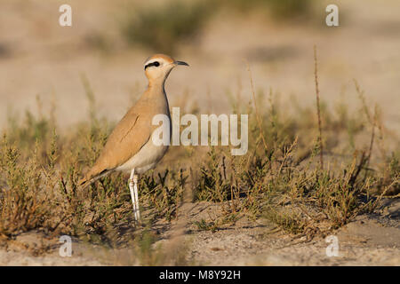 De couleur crème - Courser Rennvogel - Cursorius cursor curseur ssp., Maroc, adulte Banque D'Images