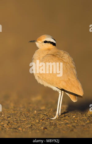 De couleur crème - Courser Rennvogel - Cursorius cursor curseur ssp., Maroc, adulte Banque D'Images