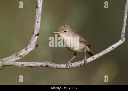 Oostelijke Vale Spotvogel, Eastern Olivaceous Warbler Banque D'Images