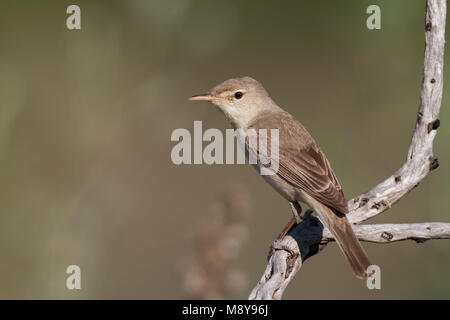 Oostelijke Vale Spotvogel, Eastern Olivaceous Warbler Banque D'Images