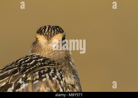 Pluvier guignard - Charadrius morinellus - Mornellregenpfeifer, Suisse, 1er cy Banque D'Images