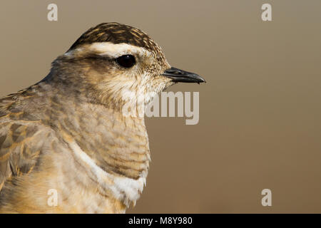 Pluvier guignard - Charadrius morinellus - Mornellregenpfeifer, Suisse, des profils Banque D'Images