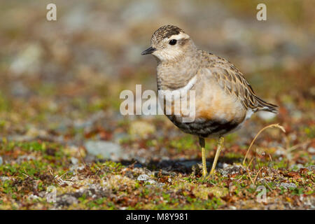 Pluvier guignard - Charadrius morinellus - Mornellregenpfeifer, Suisse, des profils Banque D'Images