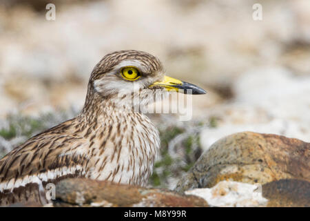 Stone-Curlew eurasien - Triel - Burhinus bistriatus ssp. saharae, Chypre, adulte Banque D'Images
