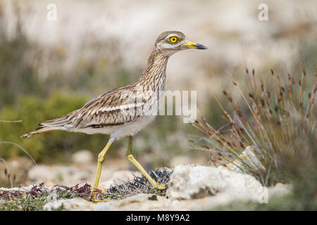 Stone-Curlew eurasien - Triel - Burhinus bistriatus ssp. saharae, Chypre, adulte Banque D'Images