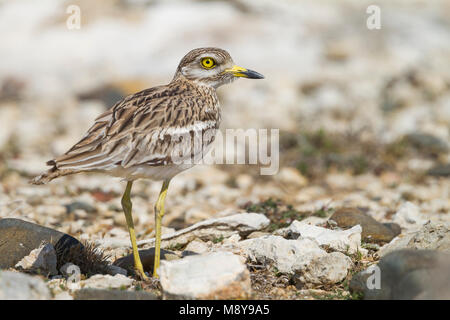 Stone-Curlew eurasien - Triel - Burhinus bistriatus ssp. saharae, Chypre, adulte Banque D'Images