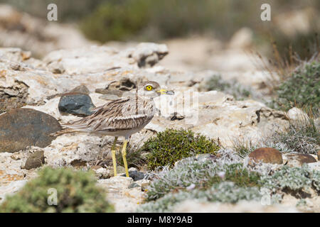 Stone-Curlew eurasien - Triel - Burhinus bistriatus ssp. saharae, Chypre, adulte Banque D'Images