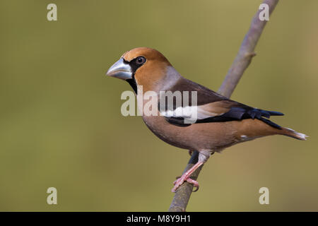 - Kernbeisser Hawfinch - Coccothraustes coccothraustes, Allemagne Banque D'Images