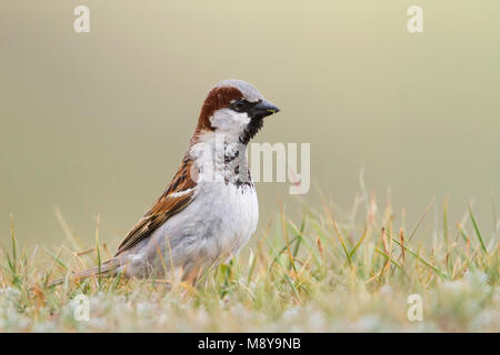 Moineau domestique Passer domesticus, Haussperling ssp. domesticus, mâle adulte, Kazakhstan, Banque D'Images