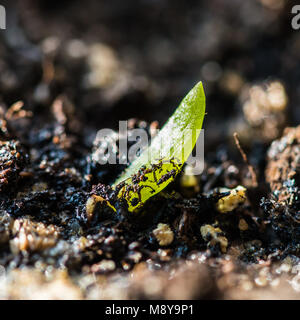 Un plan macro sur un semis d'aloe en spirale. Banque D'Images