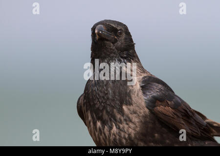 Hybride Bonte Kraai x Zwarte Kraai, hybride Hooded Crow x corneille noire, Corvus corone cornix x Banque D'Images