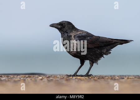 Hybride Bonte Kraai x Zwarte Kraai, hybride Hooded Crow x corneille noire, Corvus corone cornix x Banque D'Images