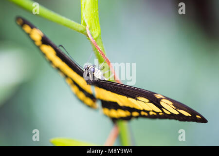 Le roi swallowtail butterfly perché sur une plante Banque D'Images