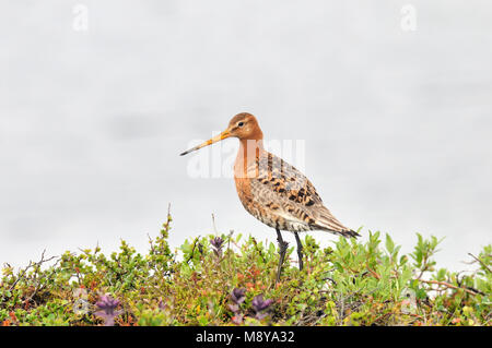 L'image d'oiseaux par Rob Riemer Banque D'Images