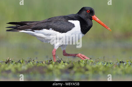 L'image d'oiseaux par Rob Riemer Banque D'Images