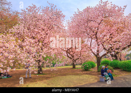 Tokyo, Japon - 17 Avril 2017 : les gens à vous détendre sous les cerisier en fleurs Jardin National de Shinjuku Gyoen. Le parc Shinjuku Gyoen se trouve les meilleurs endroits à Tokyo pour voir les fleurs de cerisier. Printemps, Blu Sky. Banque D'Images