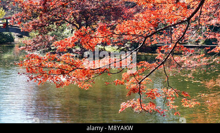 L'érable japonais couleurs tournant à l'automne. Banque D'Images