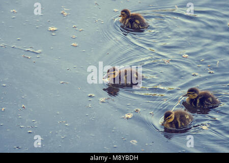 Petit Canard colvert (Anas platyrhynchos ) natation Banque D'Images