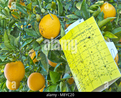 Piège à insectes agricoles 'ne pas déranger', 'Les Oranges Valencia nucellaire Cutter Citrus sinensis'. Banque D'Images