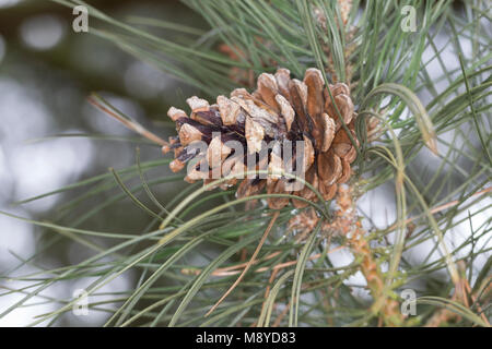 Schwarz-Kiefer Schwarzkiefer Schwarzföhre,,, Kiefer, Zapfen, Kiefernzapfen, Pinus nigra, Pinus austriaca, Pin noir, pin, cône, cônes, Le P Banque D'Images