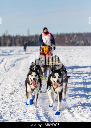 Musher Lars Monsen après le redémarrage en saule de la 46e Iditarod Trail Sled Dog Race dans le sud de l'Alaska. Banque D'Images