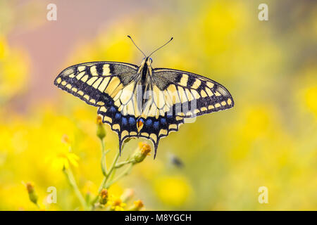 Ancien monde swallowtail Butterfly (Papilio machaon) perché sur fleur jaune avec arrière-plan flou Banque D'Images