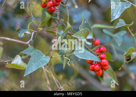 Smilax Smilax aspera (commune) plante grimpante sur un mur d'enroulement Banque D'Images