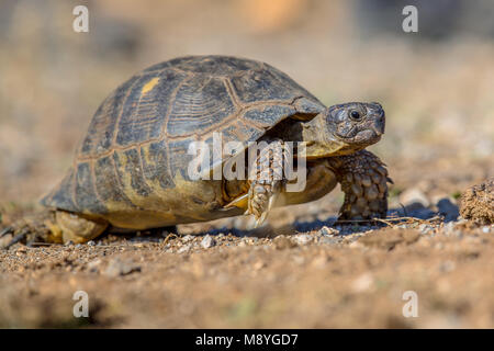 Marginated tortoise (Testudo marginata) marche sur peleponnese aride campagne, Grèce Banque D'Images