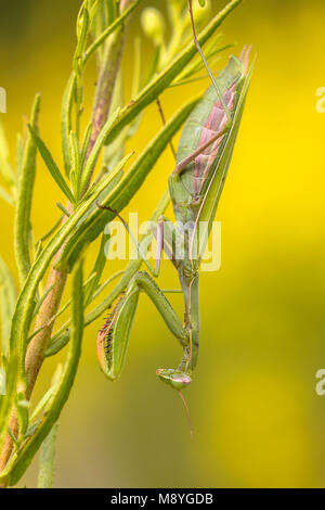 Mante religieuse européenne (Mantis religiosa) de se cacher dans les fleurs jaune tendre une embuscade à d'autres proies Banque D'Images