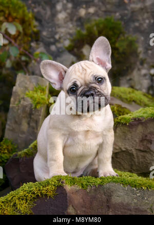 Cute âgé de huit semaines, un chiot Bouledogue Français et fidèlement aux yeux de chiot femelle de couleur fauve chien assis sur un tas de pierres couvert de mousse Banque D'Images