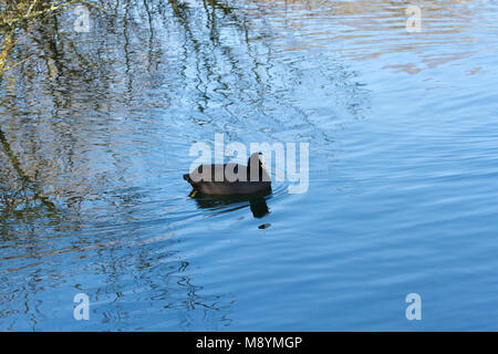 Une Foulque macroule (Fulica atra) nager sur un lac dans Creekmoor, Dorset, Royaume-Uni Banque D'Images