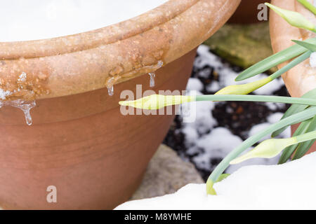 Close up de quelques jonquilles dans un jardin pot qui a été couvert dans la neige de printemps, le 19 mars 2018, Dorset, UK Banque D'Images