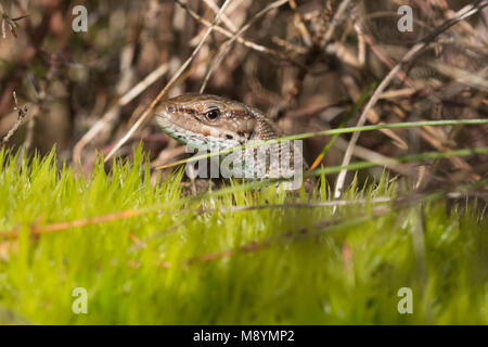 (Commun) vivipare (Zootoca vivipara) lizard basking dans une mousse, Endroit ensoleillé sur la lande à Surrey, UK Banque D'Images