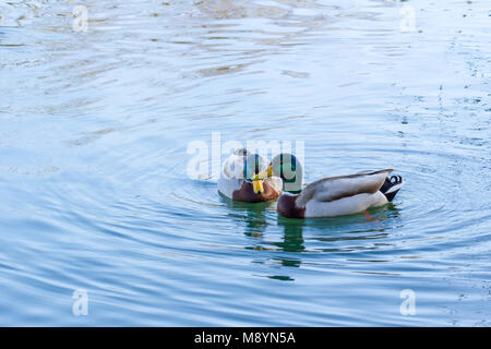 Deux canards colverts (Anas platyrhynchos), natation sur un lac, Dorset, Royaume-Uni Banque D'Images