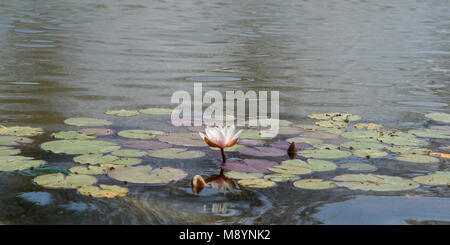 Fleur de lotus blanc dans le lac Banque D'Images