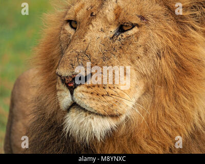 Aspid male lion (Panthera leo) crinière fauve fixant sur le Masai Mara Conservancy land, Kenya, Africa Banque D'Images