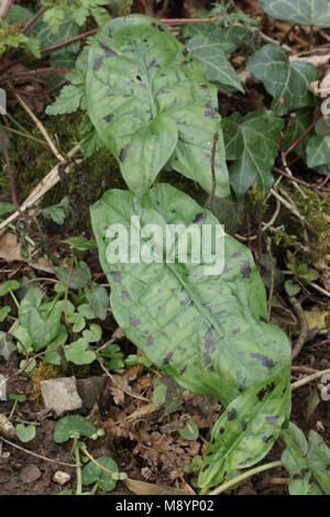 Les feuilles tachetées de l'Arum maculatum Banque D'Images