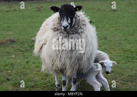 Un signe que le printemps est finalement arrivé : nouveaux agneaux avec leur mère à Sutton, West Sussex. 20 mars, 2018 Banque D'Images